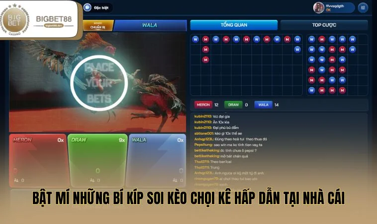 Bật mí những bí kíp soi kèo chọi kê hấp dẫn tại nhà cái