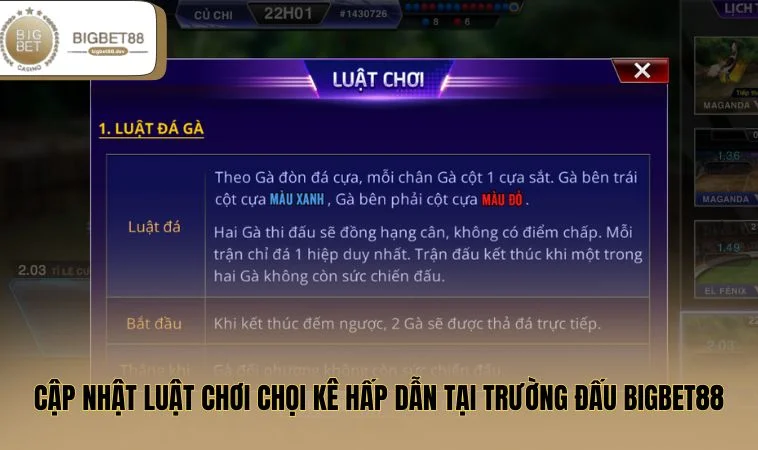 Cập nhật luật chơi chọi kê hấp dẫn tại trường đấu BIGBET88