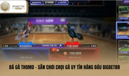 Đá Gà Thomo - Sân Chơi Chọi Gà Uy Tín Hàng Đầu BIGBET88